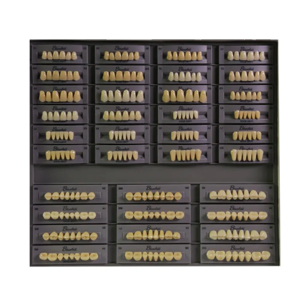 Huge Dental Bluebell Acrylic Denture Teeth A3 (Set of 28) — Teethment catalog guide